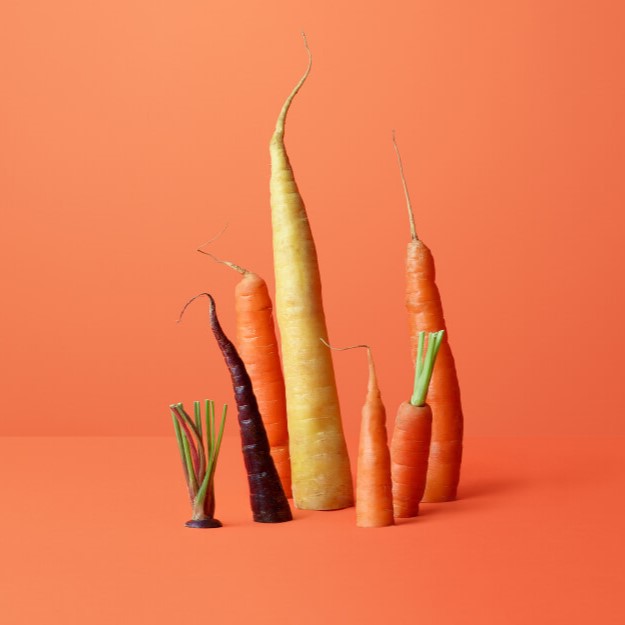 carrot